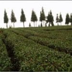 Avis groupe Geneviève Chine