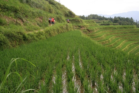 Avis groupe Pasture Chine