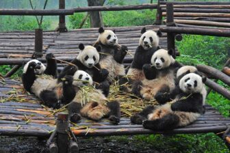Sichuan Panda Centers
