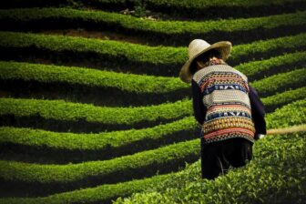 Dazhangshan and Wolong Gorge