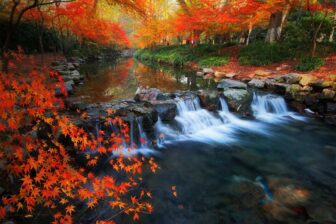 Nine Streams 九溪烟树