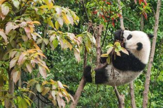 Dujiangyan Panda Center
