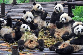 Sichuan Highlights - Tour 13 days