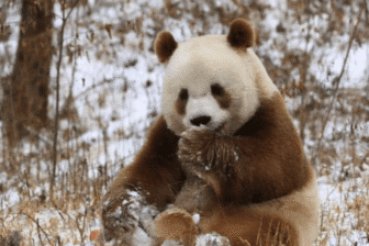 The Four Treasures of the Qinling Mountains Park